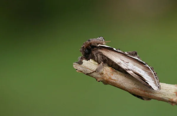 Lesser Swallow Prominent Moth Pheosia Gnoma Posado Una Ramita Primavera — Foto de Stock