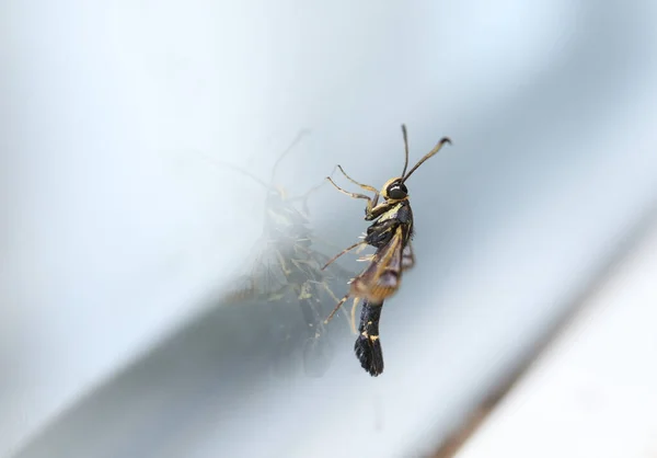 Uma Rara Traça Clareamento Groselha Synanthedon Tipuliformis Pousando Uma Janela — Fotografia de Stock