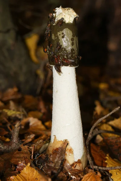 Puzzolente Stinkhorn Phallus Impudicus Ricoperto Mosche Che Crescono Nei Boschi — Foto Stock