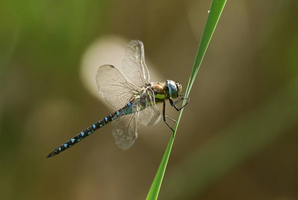 Eine Männliche Wanderlibelle Aeshna Mixta Thront Auf Einem Schilf Rande — Stockfoto