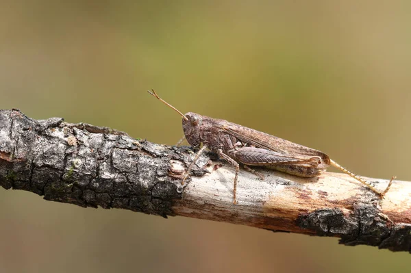 Eine Hübsche Heuschrecke Die Auf Einem Zweig Auf Einer Wiese — Stockfoto