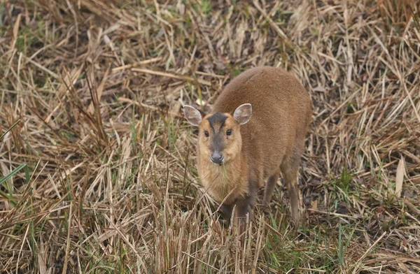 Een Mooi Vrouwtje Muntjac Deer Muntiacus Reevesi Voedt Zich Een — Stockfoto