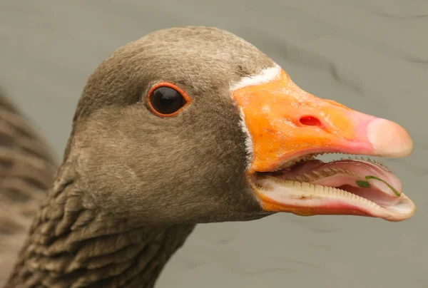 Strzał Głowy Greylag Goose Anser Anser Jego Dziobem Otwartym Językiem — Zdjęcie stockowe