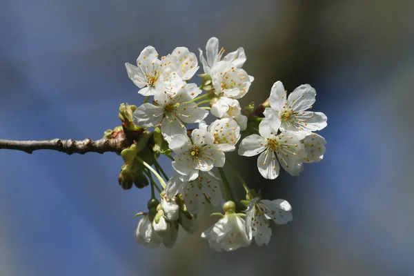 Una Rama Flor Cerezo Blanco Bonito Prunus Plena Floración — Foto de Stock