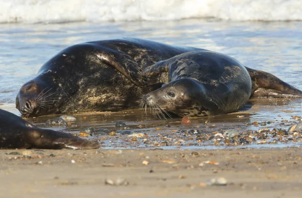 Dva Legrační Grey Seals Halichoerus Grypus Hrát Boje Pobřeží Během — Stock fotografie
