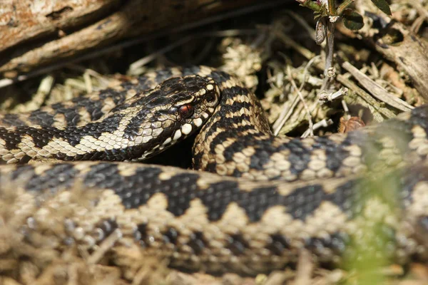 Une Belle Adder Vipera Berus Serpent Juste Après Hibernation Prélassant — Photo