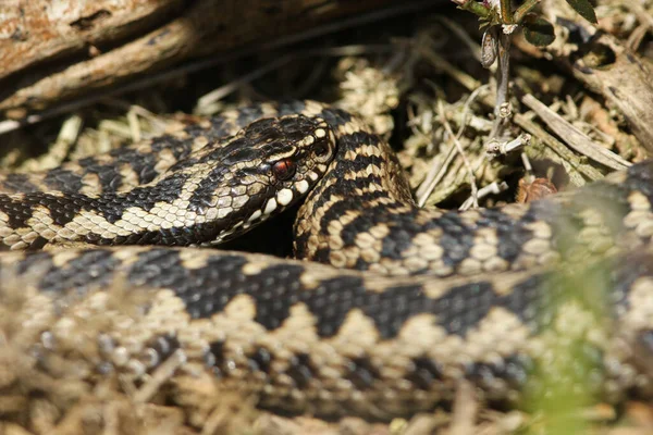 Güzel Bir Engerek Yılanı Vipera Berus Kış Uykusundan Yeni Çıkmış — Stok fotoğraf