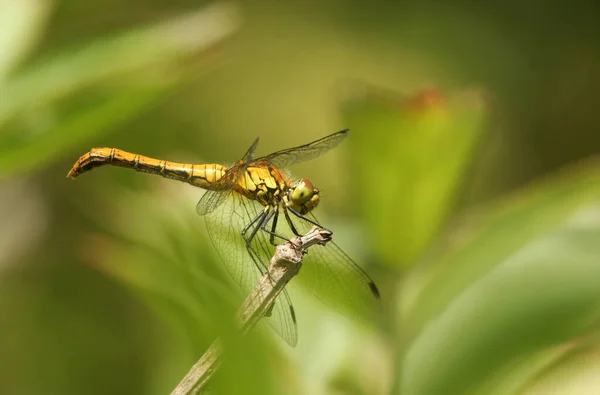 Una Hermosa Hembra Ruddy Darter Dragonfly Sympetrum Sanguineum Encaramada Extremo —  Fotos de Stock