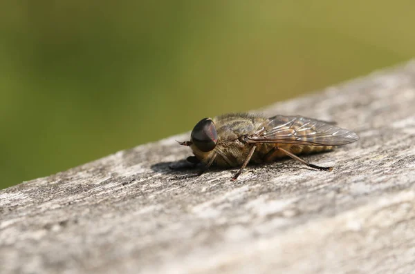 Una Mosca Caballo Alas Estrechas Tabanus Maculicornis Posada Una Valla — Foto de Stock