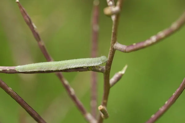 Een Mooie Oranje Tip Vlinderrups Anthocharis Kardamines Die Zich Voedt — Stockfoto