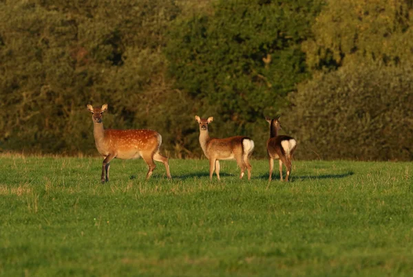 Una Hembra Sika Deer Cervus Nippon Dos Lindos Cervatillos Pastan — Foto de Stock