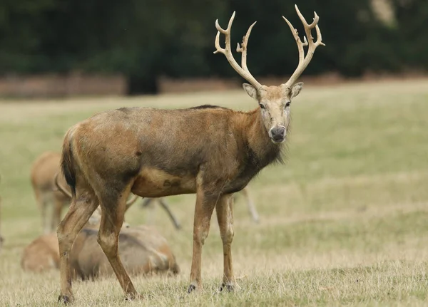Veado Magnífico Milu Deer Também Conhecido Como Pre David Elaphurus — Fotografia de Stock
