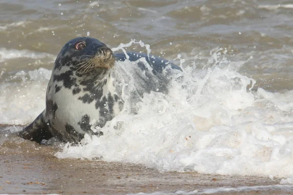 Gri Mühür Halichoerus Grypus Denizdeki Dalgalarda Oynuyor — Stok fotoğraf