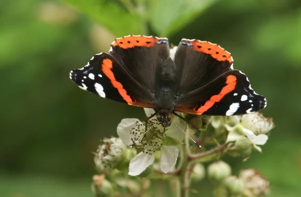 Beautiful Red Admiral Butterfly Vanessa Atalanta Nectaring Blackberry Flowers — Stock Photo, Image