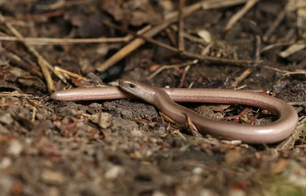 Yavru bir Yavaş Kurt (Anguis fragilis) çalılıklarda yiyecek arıyor..