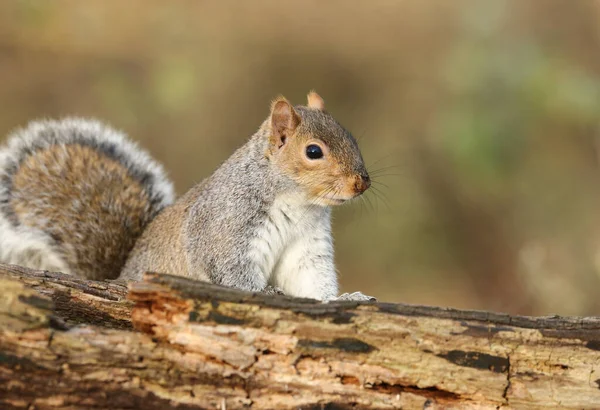 Ein Neugieriges Grauhörnchen Scirius Carolinensis Blickt Über Einen Baumstamm — Stockfoto