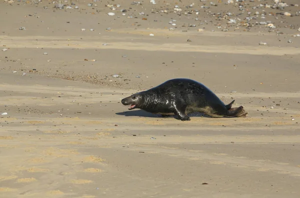 Sello Gris Halichoerus Grypus Subiendo Por Playa Desde Mar Horsey —  Fotos de Stock