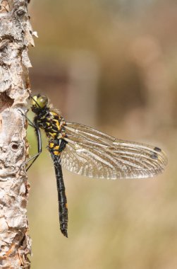 Yeni ortaya çıkan beyaz yüzlü Darter Dragonfly (Leucorrhinia dubia) bir ağaca tünedi..