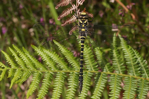 Golden Ringed Dragonfly Cordulegaster Boltonii Perched Bracken — Stock Photo, Image
