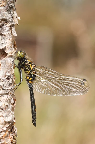 Новонароджена Рідкісна Дартер Драконяча Leucorrhinia Dubia Сіла Дерево — стокове фото