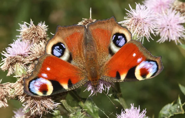 Ένα Peacock Butterfly Aglais Σκαρφαλωμένο Και Τρέφεται Ένα Λουλούδι Γαϊδουράγκαθο — Φωτογραφία Αρχείου