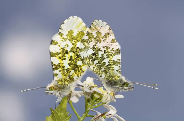 Una Coppia Accoppiamento Farfalla Punta Arancia Anthocharis Cardamines — Foto Stock