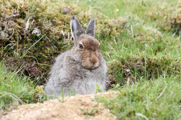 Skoçya Nın Dağlık Kesimlerindeki Dağ Tavşanı Lepus Timidus Bir Şekil — Stok fotoğraf