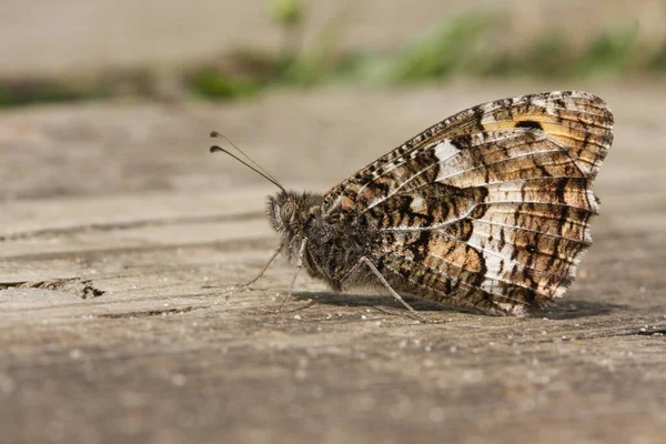 Sidovy Harr Fjäril Hipparchia Semele Uppflugna Marken Med Vingarna Stängda — Stockfoto