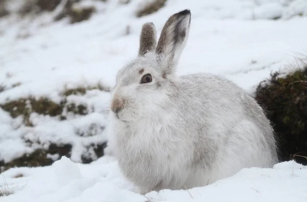 Mountain Hare Lepus Timidus Seu Casaco Branco Inverno Uma Nevasca — Fotografia de Stock