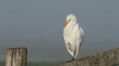 Nadir bir sığır Egret 'i, Bubulcus Ibis, sisli bir soğuk sabahta çitlere tünemiş..