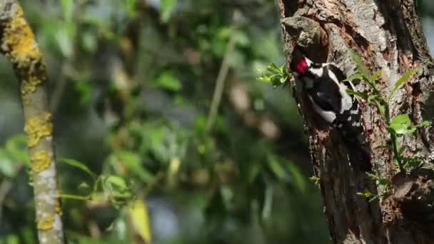 ヤナギの木の巣穴の端に浸透し 彼の赤ちゃんに餌を与えます — ストック動画