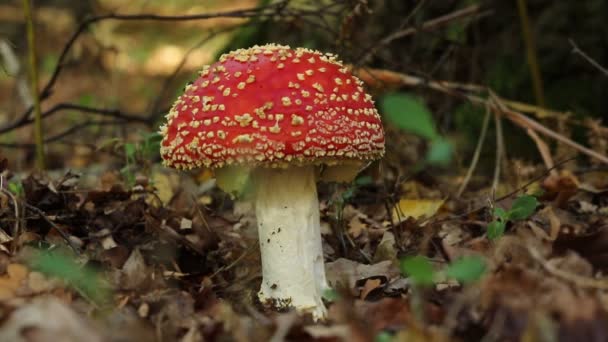 Vacker Flugsvamp Amanita Muscaria Som Växer Skog — Stockvideo