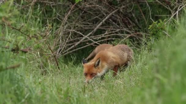 Female Red Foxes Vulpes Vulpes Her Cute Cub Feeding Entrance — Stock Video