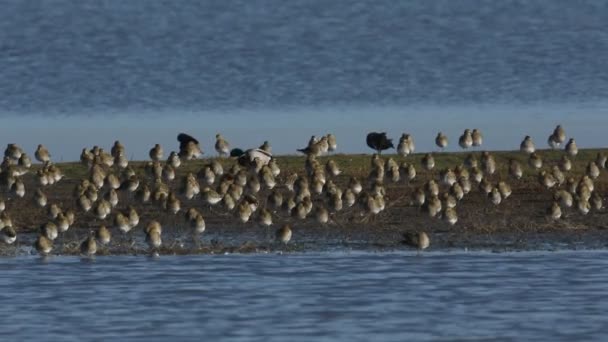 Flock Vackra Golden Plover Pluvialis Apricaria Vilar Och Putsar Tillsammans — Stockvideo