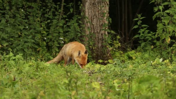 Uma Bela Raposa Vermelha Selvagem Vulpes Vulpes Alimentando Beira Uma — Vídeo de Stock