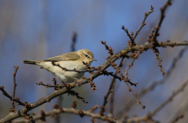 Bir Sibirya Chiffchaff 'ı, Phylloscopus collybita tristis, kışın bir ağacın dalına tünemişti..