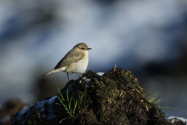 Nadir bir Sibirya Chiffchaff 'ı, Phylloscopus collybita tristis, kışın kar ve gübre arasında gübre yığınında böcek arar..