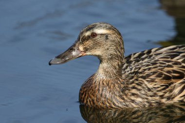 Güzel bir dişi Mallard Duck, Anas platyrhynchos, gölde yüzüyor..