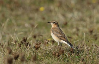 Güzel bir Wheatear, Oenanthe Oenanthe, tarlada yemek için böcek avlıyor..