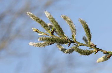 İngiltere 'de bir gölün kıyısında büyüyen bir söğüt ağacının dalları..