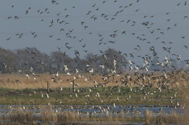 Büyük bir Altın Plover sürüsü, Pluvialis kayganlaştırıcısı, bir yırtıcı kuş uçup gittikten sonra odunlu bir su tarlasında dinlendikleri yerden havalanıyorlar..