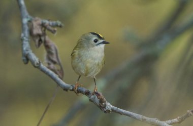 Güzel bir Goldcrest (Regulus regulus) ağaçtaki bir dala tünemektedir. Yemek için böcek avlıyor..