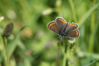 A Brown Argus Butterfly, Aricia agestis, nectaring on a daisy flower in springtime in the UK. clipart