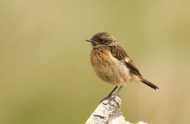 Bir ağaç kütüğüne tüneyen genç bir Taş (Saxicola torquata).
