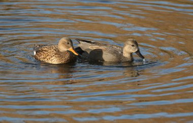 Bir çift güzel Gadwall ördeği (Anas strepera) bir gölde besleniyor.