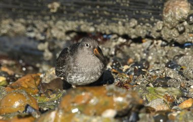 Büyüleyici bir Mor Çulluk (Calidris maritima) İngiltere kıyılarında kıyı şeridi boyunca beslenir..