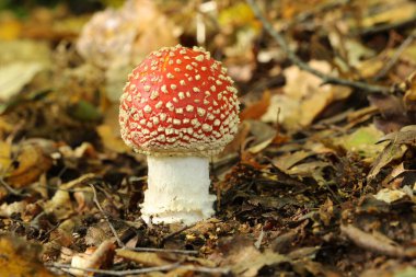 Ormanda yetişen güzel bir Sinek mantarı (Amanita muscaria)..
