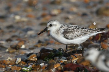 Güzel bir Sanderling, Calidris Alba, deniz kenarından besleniyor..