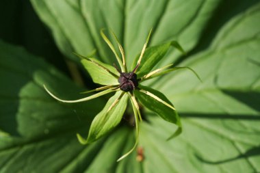 İngiltere 'de ağaçlık alanda yetişen nadir bir Herb Paris çiçek bitkisi, Paris dörtlüsü..
