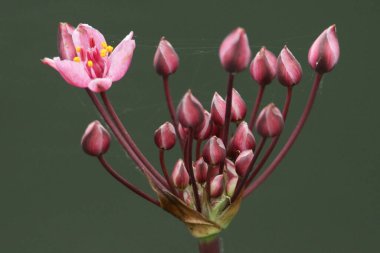 Bir göletin kenarında büyüyen güzel bir Çiçekli Hücum (Butomus umbellatus).